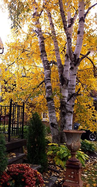 Fall Color 3
Garden Design
Calimesa, CA