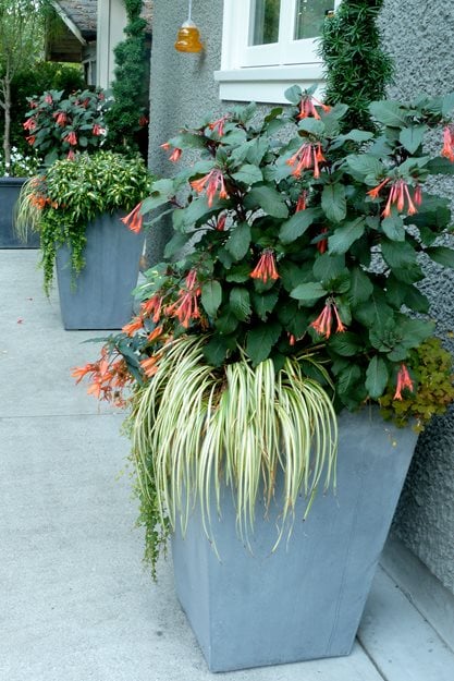 Fiberglass Planter, Container Garden
Garden Design
Calimesa, CA