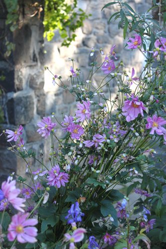 Japanese Anemones
Garden Design
Calimesa, CA
