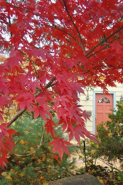 Japanese Maple, Borrowed View, Front Door
Johnsen Landscapes & Pools
Mount Kisco, NY