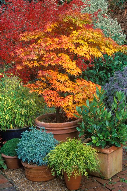 Japanese Maple, Container, Terra Cotta
Garden Design
Calimesa, CA