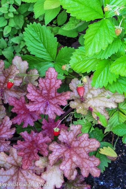July 2012 Foliage And Bloom 330
The Personal Garden Coach
Renton, WA