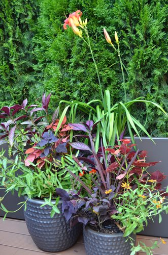 Limited Space Plant Palette
Garden Design
Calimesa, CA