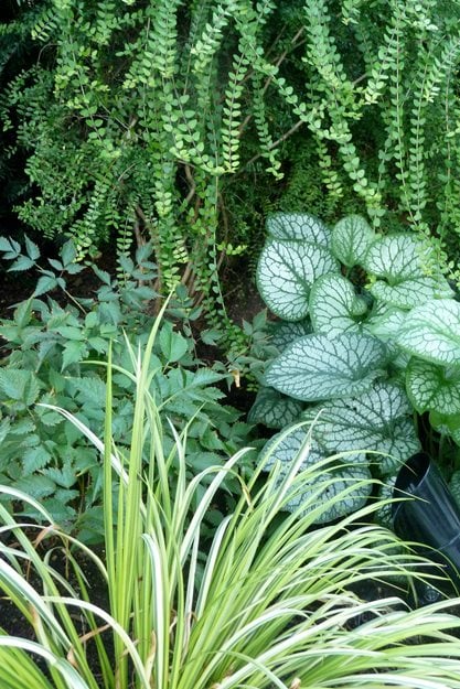 Lonicera Nitida 'baggesen's Gold', Acorus Gramineus, Brunnera Macrophylla 'jack Frost', White Astilbe
Garden Design
Calimesa, CA