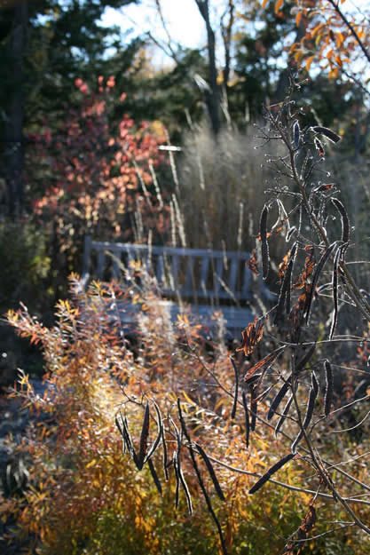 November Garden Autumn Light
Monarch Gardens
Lincoln, NE