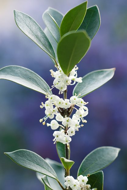 Osmanthus Heterophyllus Purpureus
Garden Design
Calimesa, CA