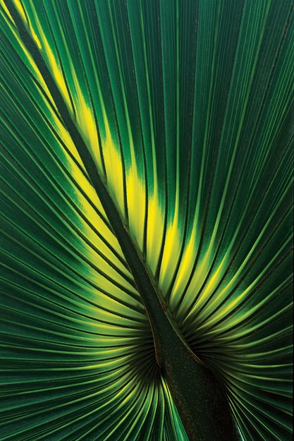 Palmetto Leaf
Garden Design
Calimesa, CA