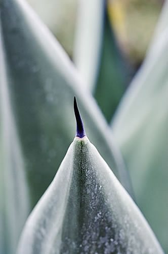 Sharkskin Agave | Garden Design Sharkskin Agave | Garden Design