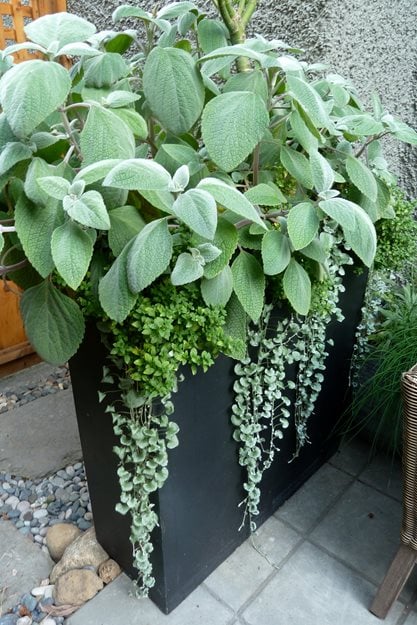 Planter, Container Garden
Garden Design
Calimesa, CA