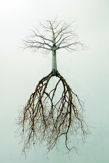 All About Roots | Garden Design