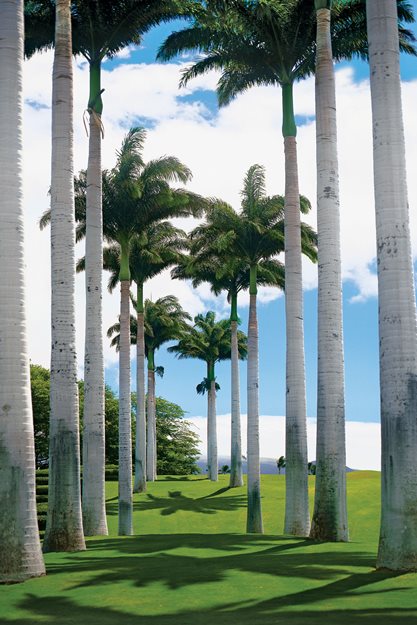 Royal Palms (roystonea Olercea)
Garden Design
Calimesa, CA