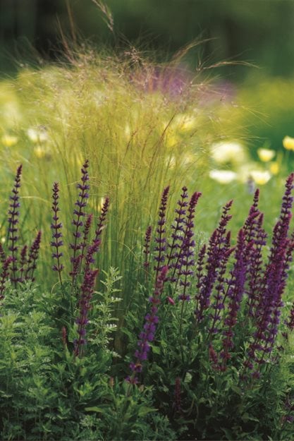 Salvia Verticillata ‘purple Rain’
Garden Design
Calimesa, CA