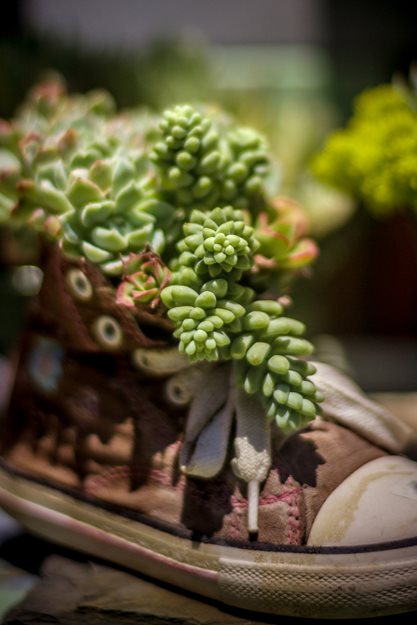 Succulent Shoe
Succulent Cafe (Peter Loyola)
Oceanside, CA