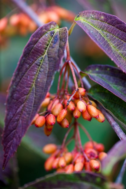 Viburnum Setigerum Var
Garden Design
Calimesa, CA