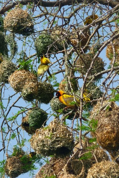 african weaver bird nest