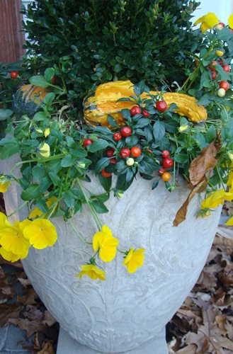 Yellow Pansies
Garden Design
Calimesa, CA