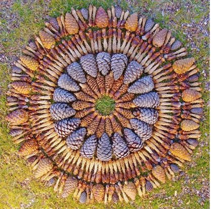 Ponderosa Pine Cones
"Dream Team's" Portland Garden
Garden Design
Calimesa, CA