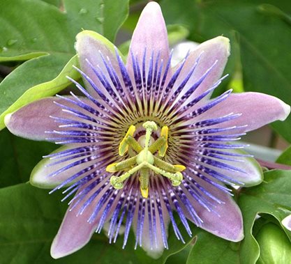 passion flower 1 garden design_9704