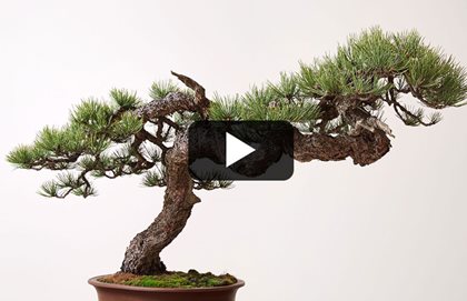 American Bonsai
Garden Design
Calimesa, CA