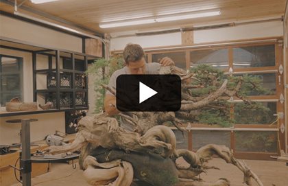 American Bonsai
Garden Design
Calimesa, CA