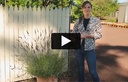 Burpee Lavender Video
Garden Design
Calimesa, CA