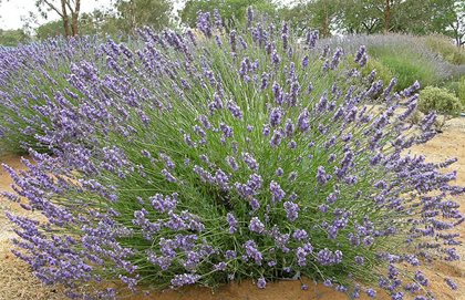 French Lavender, Riverina Thomas
Monrovia
Azusa, CA
