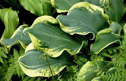 Hosta Whee, Shadowland Hosta, Ruffled Leaves
Proven Winners
Sycamore, IL