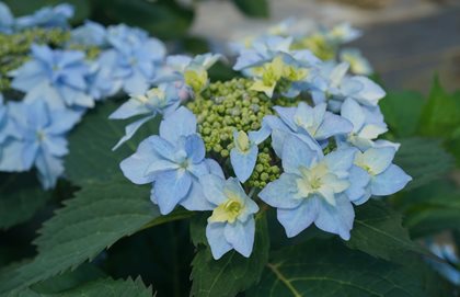 Tuff Stuff Ah-Ha Hydrangea, Blue Hydrangea, Hydrangea Plant
Proven Winners
Sycamore, IL