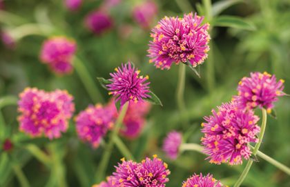 Truffula Pink Gomphrena, Gomphrena Pulchella, Globe Amaranth
Proven Winners
Sycamore, IL
