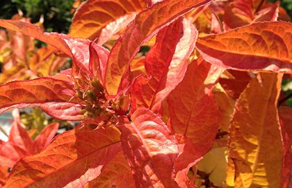 Kodiak Orange Diervilla, Diervilla Shrub, Orange Leaves
Proven Winners
Sycamore, IL