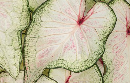 White Wonder Caladium, Strap Leaf Caladium, White Leaves
Proven Winners
Sycamore, IL