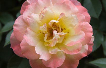 Oso Easy Italian Ice Rose, Pink And White Rose
Proven Winners
Sycamore, IL