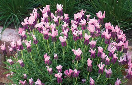 Growing Lavender - Planting & Caring for Lavender Plants | Garden Design