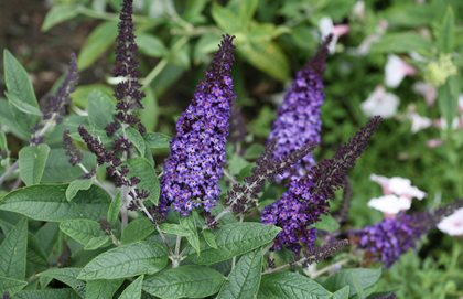 Pugster Blue Buddleia, Butterfly Bush
Proven Winners
Sycamore, IL