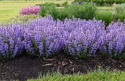 Cat's Pajamas Catmint, Catmint Plant, Nepeta
Proven Winners
Sycamore, IL