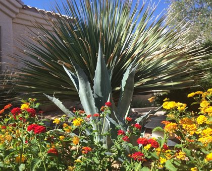 Desert Garden Plants
Shutterstock.com
New York, NY