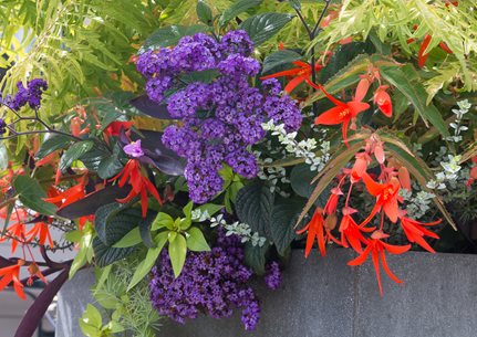Container Plants, Red Flowers, Purple Flowers
Le-jardinet
Seattle, WA