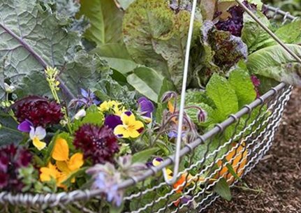 Growing Better Greens Course
Garden Design
Calimesa, CA