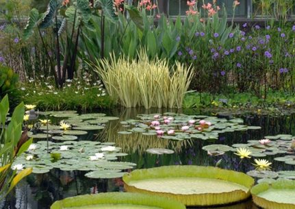 Longwood Waterlilies, Longwood Gardens
Garden Design
Calimesa, CA