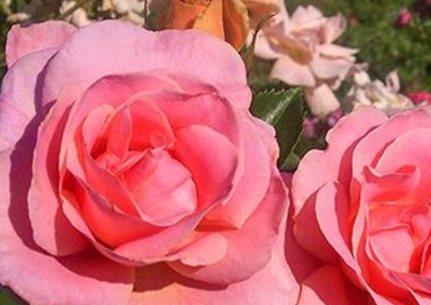 Online Rose Course
Garden Design
Calimesa, CA