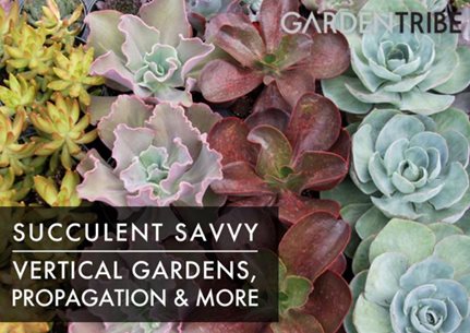 Succulent Savvy
Garden Design
Calimesa, CA