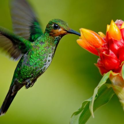 Costa Rica, Hummingbird, Flower
Earthbound Expeditions
Bainbridge Island, WA