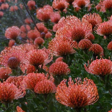 South Africa, Garden Tour
Garden Design
Calimesa, CA