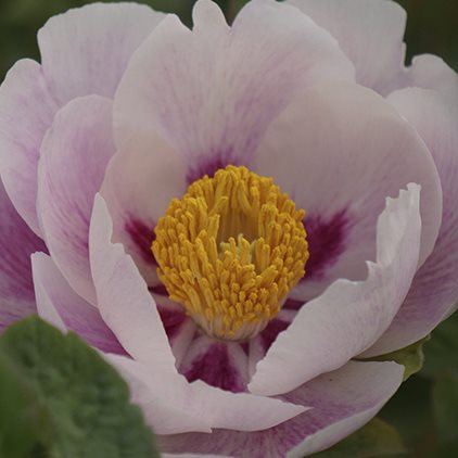 China, Peony
Garden Design
Calimesa, CA