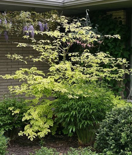 PAGODA DOGWOOD <em>(Cornus alternifolia)</em> - Photo by: Proven Winners.