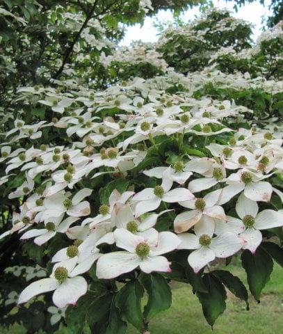KOUSA DOGWOOD <em>(Cornus kousa)</em> - Photo by: Leonora (Ellie) Enking / Flickr.