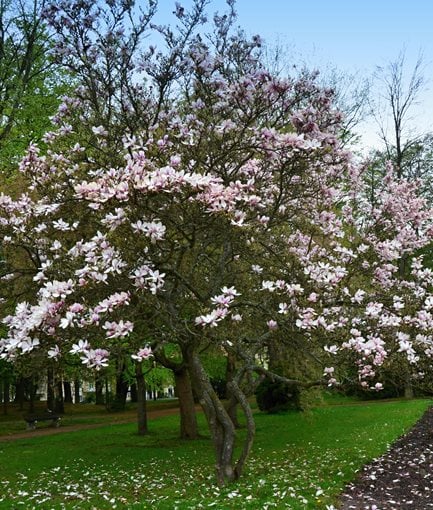 The 12 Best Flowering Trees For The Garden Garden Design