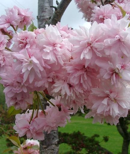 FLOWERING CHERRY (<em>Prunus ×'Extrazam'</em> ‘Weeping Extraordinaire™’) - Photo by: Proven Winners.