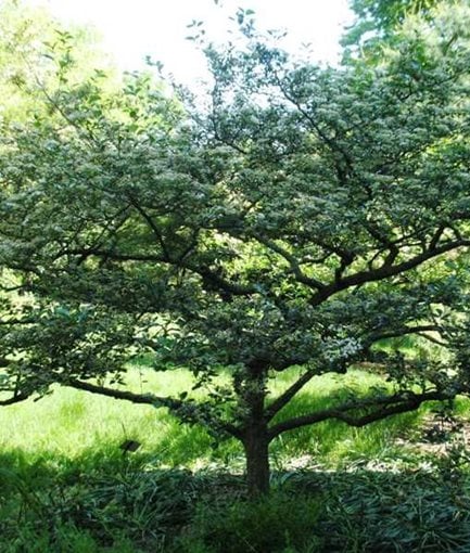 CRUSADER HAWTHORN - Photo by: Proven Winners.