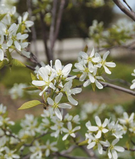 SPRING GLORY SERVICEBERRY (<em>Amelanchier canadensis</em>) - Photo by: Proven Winners